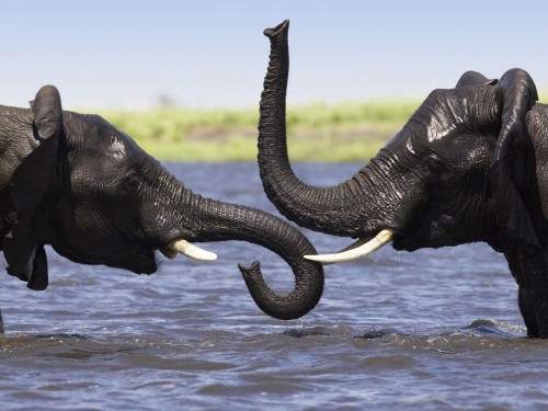 Elephants